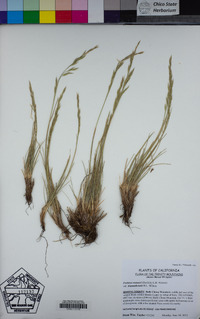 Festuca idahoensis image