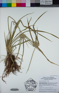 Cyperus eragrostis image