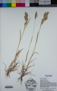 Bromus hordeaceus image