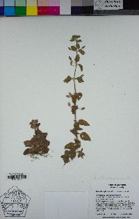 Erythranthe floribunda image