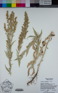 Artemisia douglasiana image