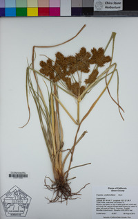 Cyperus erythrorhizos image