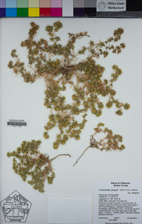 Centromadia pungens subsp. pungens image