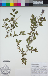 Ceanothus lemmonii image