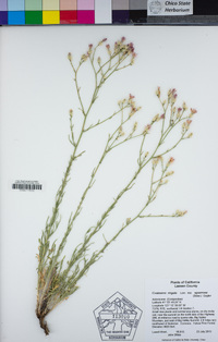 Centaurea virgata subsp. squarrosa image