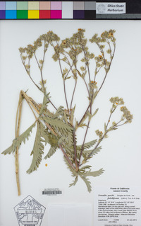 Potentilla gracilis var. flabelliformis image