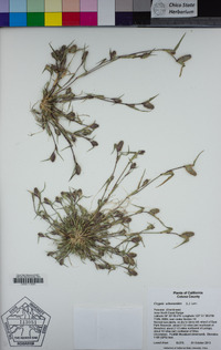 Crypsis schoenoides image