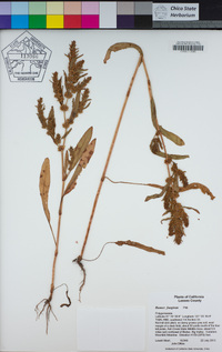 Rumex fueginus image