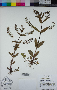 Veronica anagallis-aquatica image