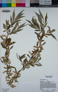 Salix babylonica image