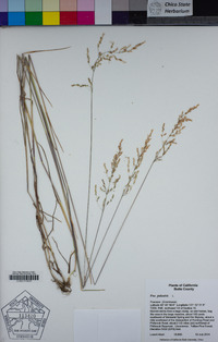 Poa palustris image