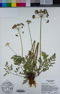 Ligusticum grayi image