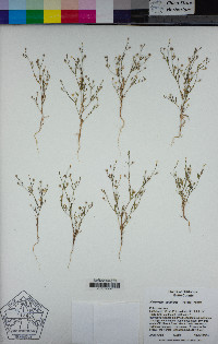 Navarretia capillaris image