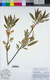 Salix lasiandra image