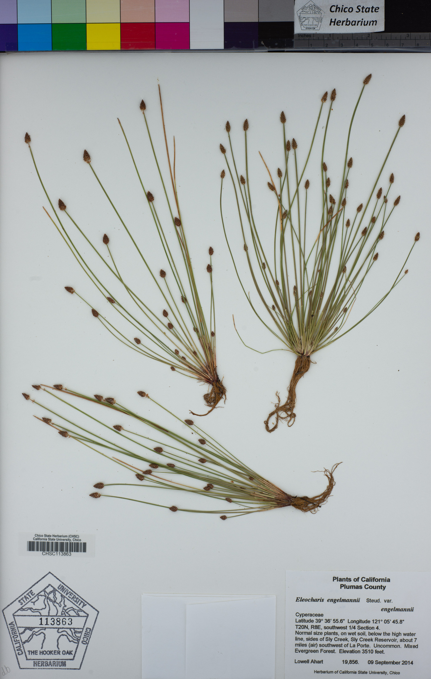 Eleocharis engelmannii var. engelmannii image