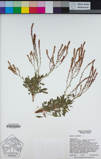 Rumex acetosella image