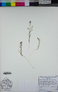 Eriastrum sapphirinum subsp. sapphirinum image
