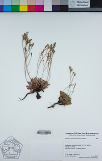 Limonium ramosissimum image