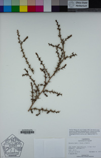 Salsola ryanii image