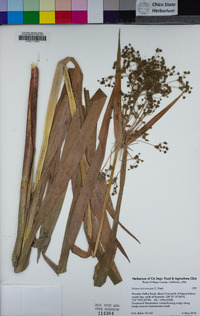 Scirpus microcarpus image