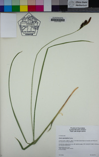 Carex spectabilis image