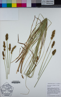 Carex densa image