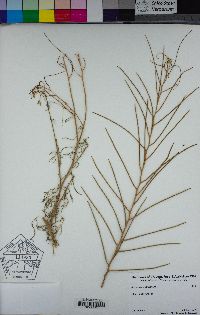 Sisymbrium altissimum image