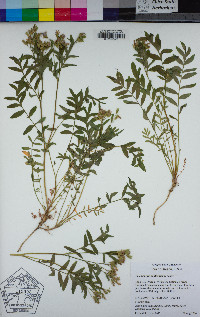 Polemonium californicum image