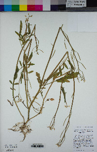 Cardamine occidentalis image