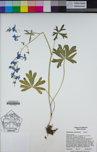 Delphinium gracilentum image