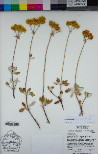 Eriogonum umbellatum var. furcosum image