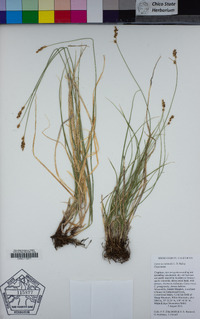 Carex occidentalis image