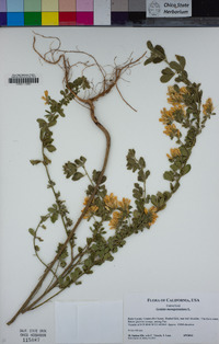 Genista monspessulana image