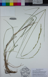 Melica harfordii image