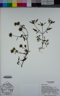 Bidens frondosa image