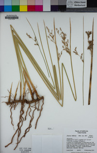 Juncus balticus subsp. ater image