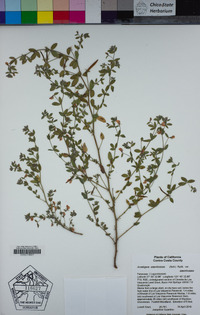 Acmispon americanus image