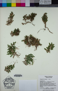 Selaginella hansenii image