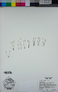 Plantago elongata image