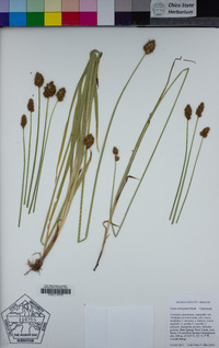 Carex microptera image