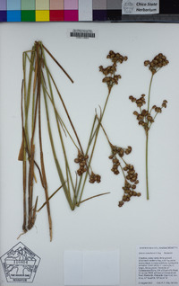 Juncus canadensis image