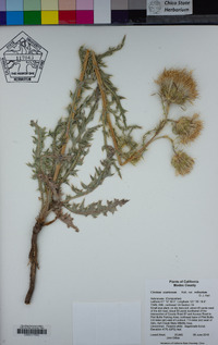 Cirsium scariosum image