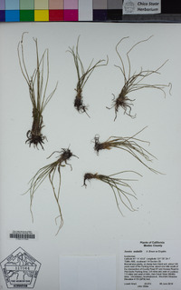 Isoetes nuttallii image