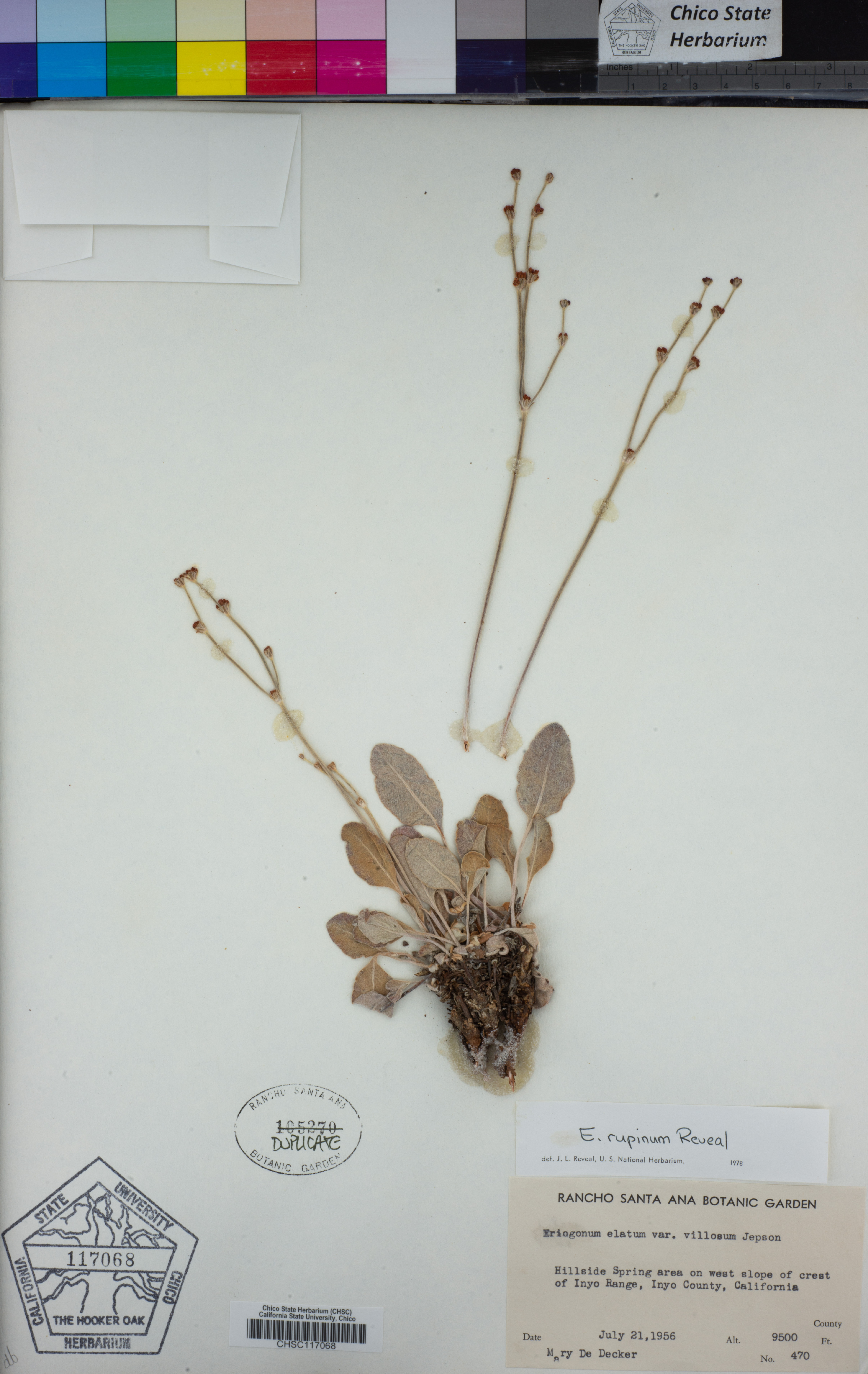 Eriogonum rupinum image