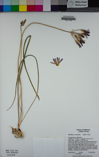 Brodiaea coronaria image