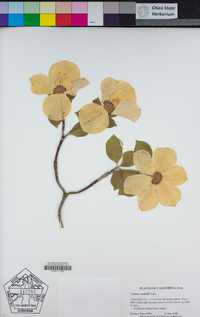 Cornus nuttallii image