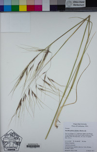 Stipa pulchra image