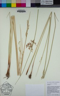 Juncus usitatus image