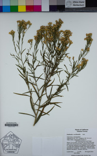 Euthamia occidentalis image