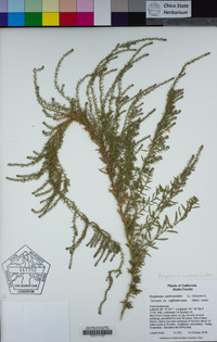 Dysphania ambrosioides image